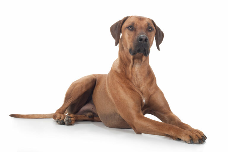 pies rasy Rhodesian Ridgeback