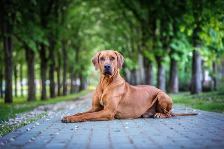 Rhodesian ridgeback Rhodesian Ridgeback w parku