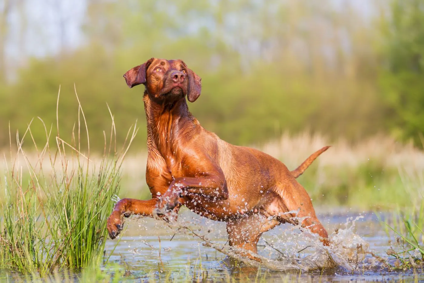 Rhodesian ridgeback w wodzie Rhodesian ridgeback na polowaniu