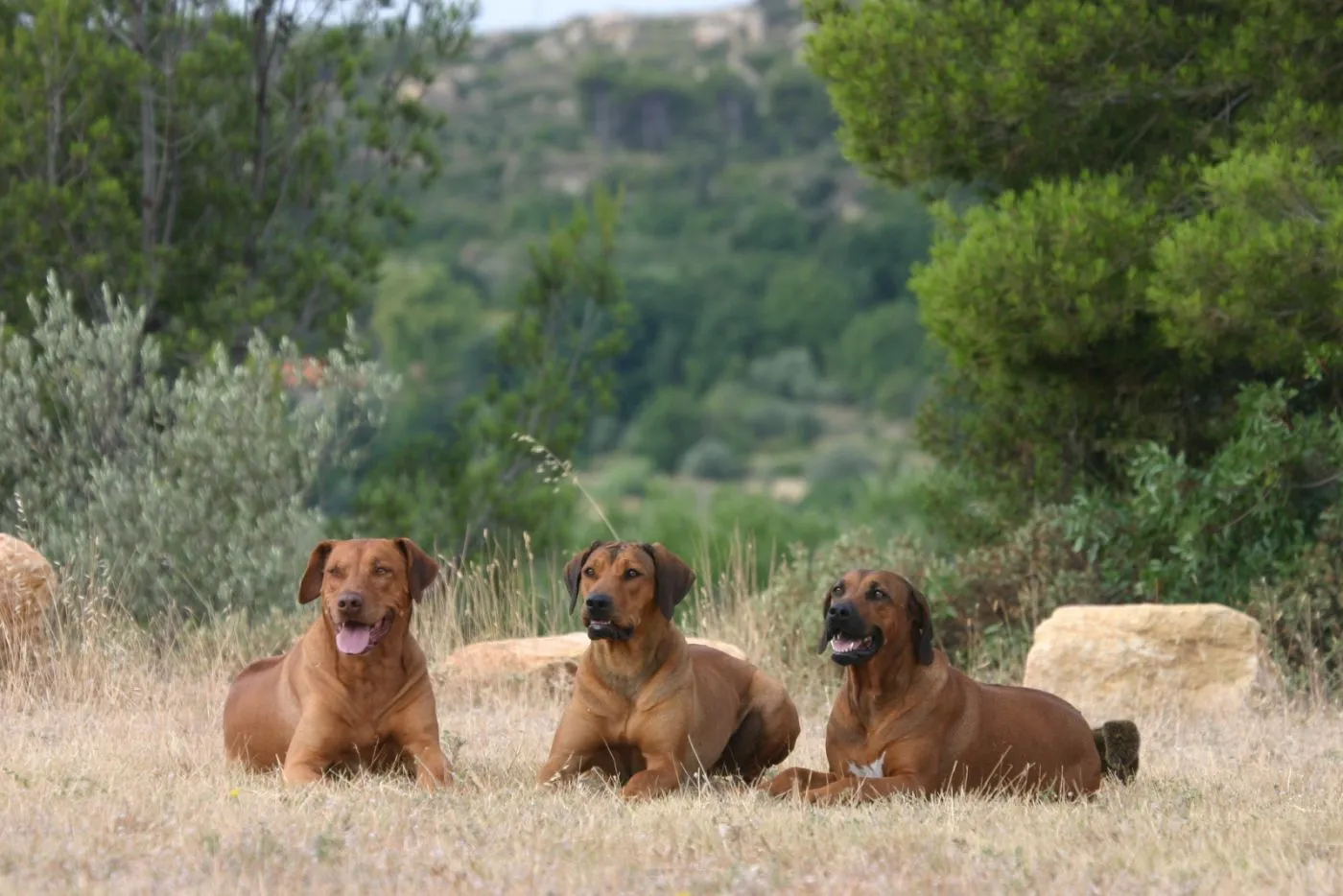 Rhodesian ridgebacki w Afryce Rodezjany w Afryce