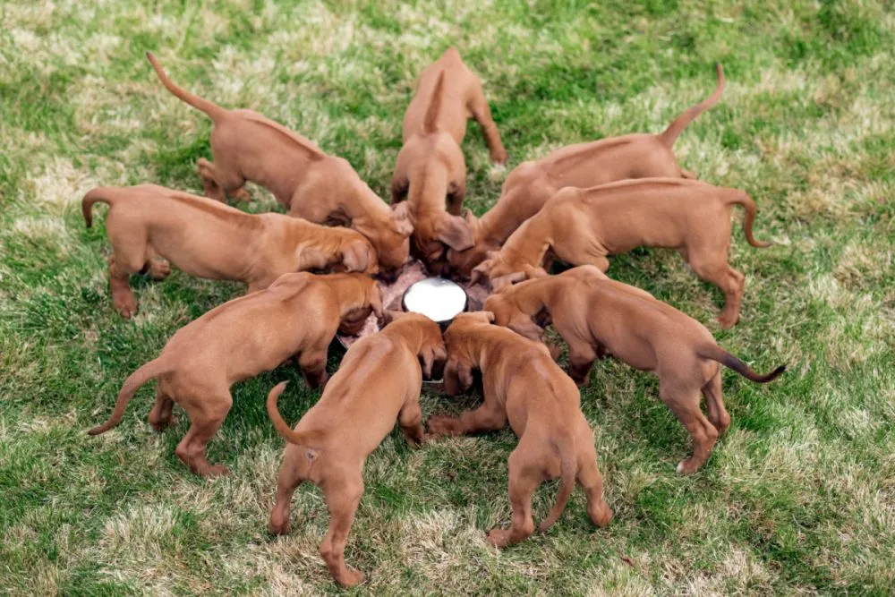 Szczenięta Rhodesian ridgebacka Szczenięta rodezjana