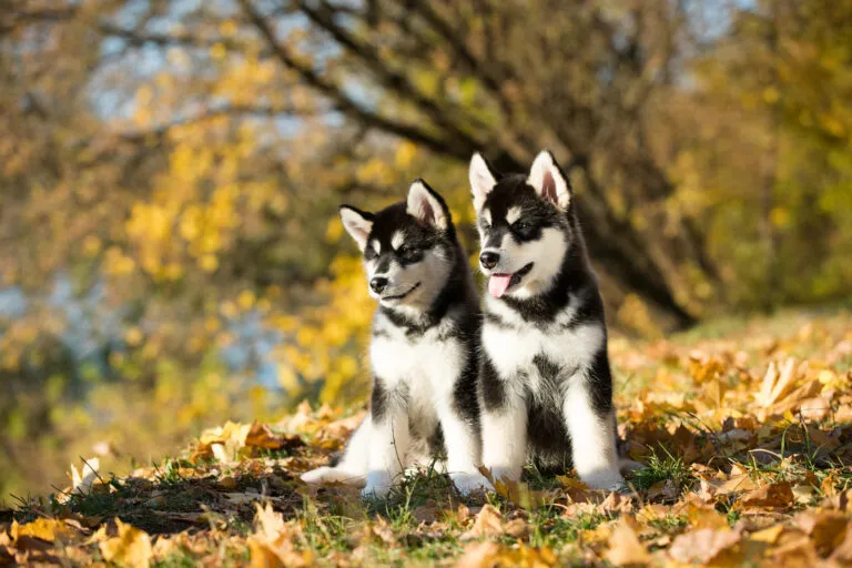 Para szczeniąt alaskan malamute
