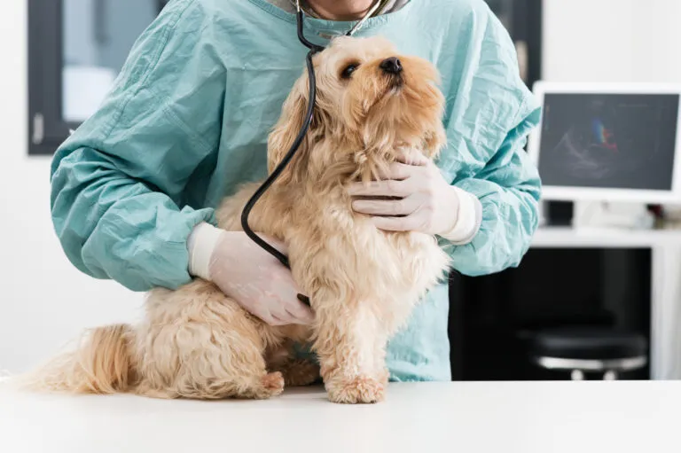 Zapalenie trzustki u psa Zapalenie trzustki u psa pancreatitis