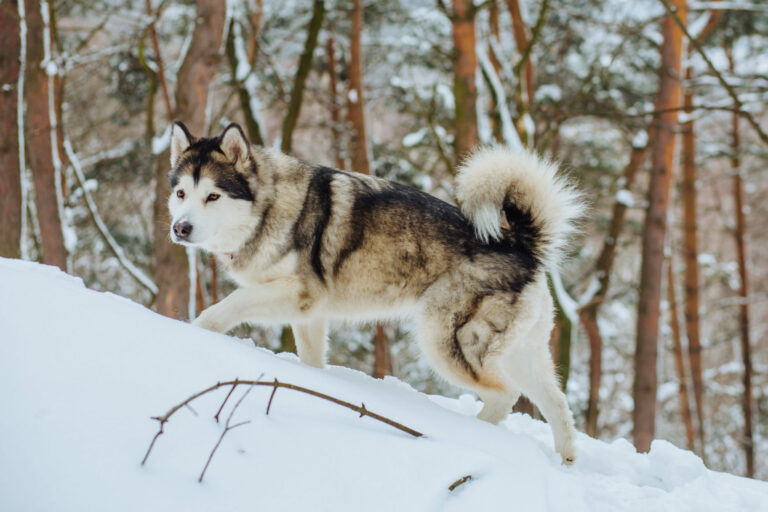 rasa psa alaskan malamute