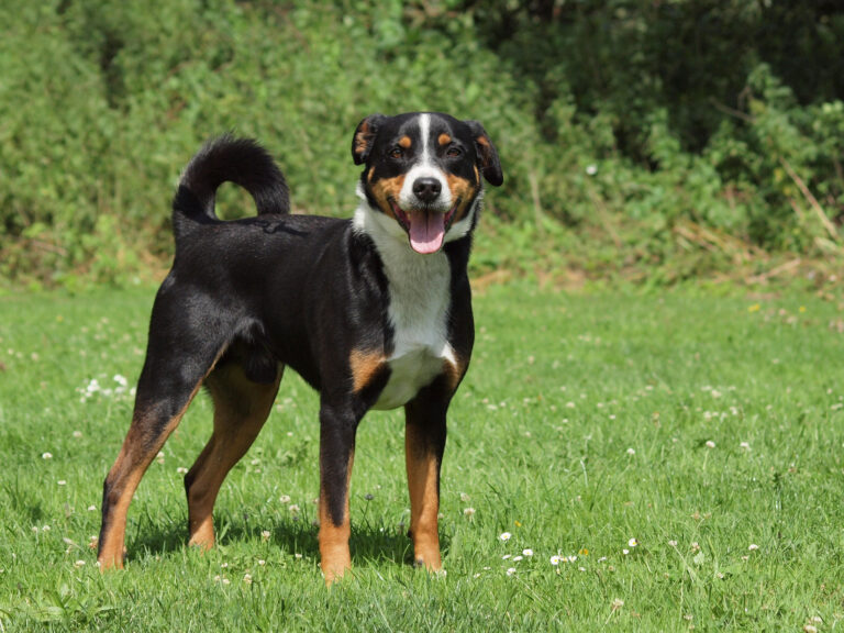 appenzeller rasa psa rasa appenzeller