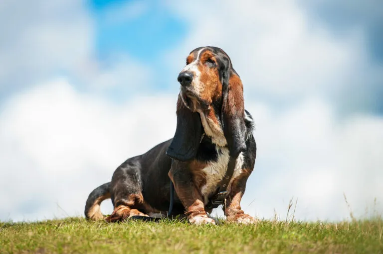 basset hound pies rasy basset
