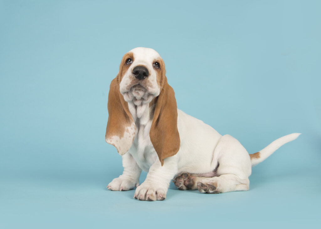 basset hound szczenię