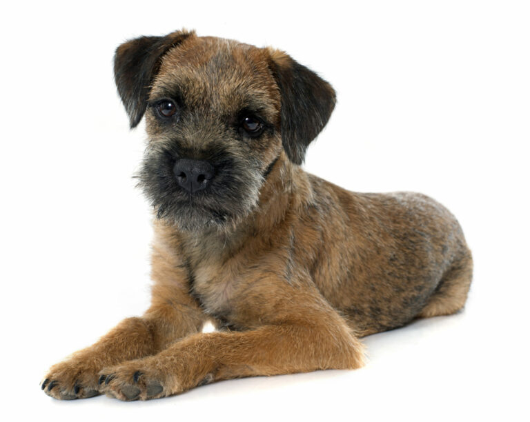 wszystko o rasie border terrier