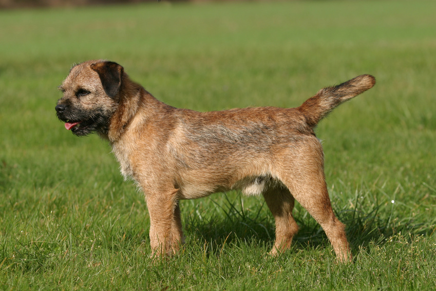 pies rasy border terrier