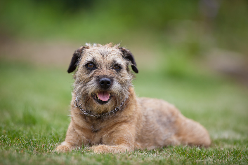 border terrier charakter żywienie historia