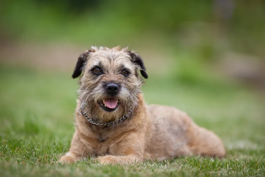 border terrier w trawie border terrier charakter żywienie historia