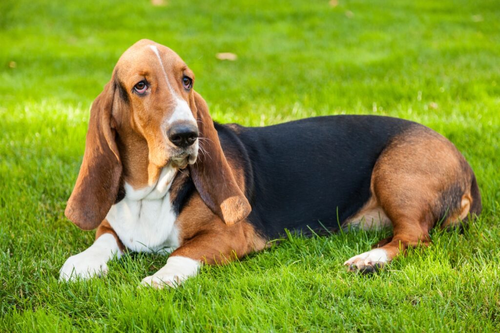 dorosły basset pies basset