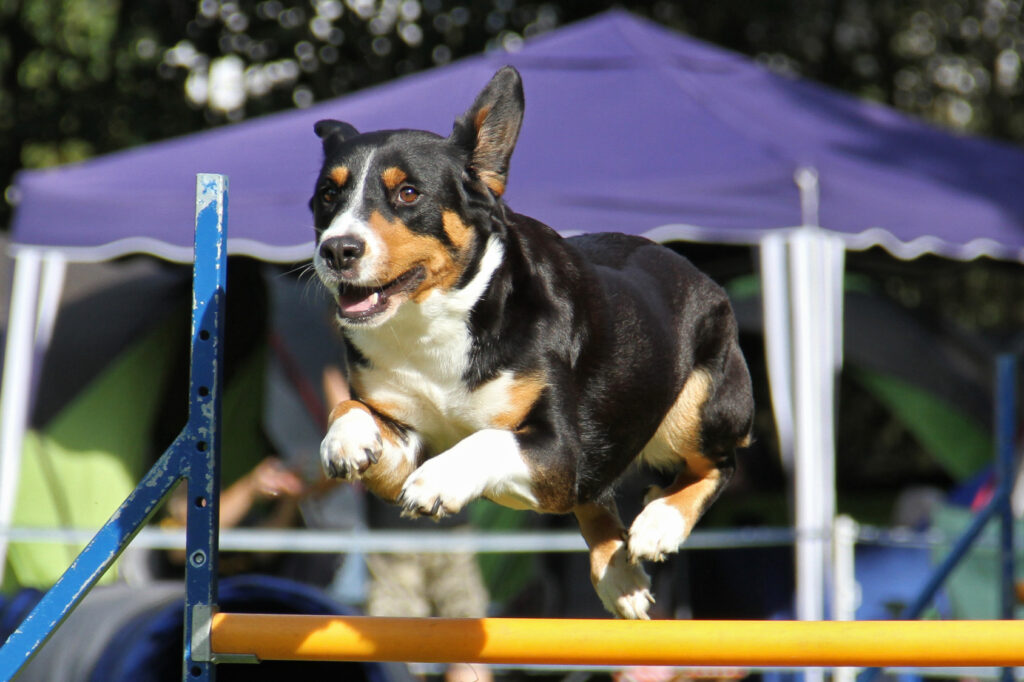 entlebucher zajęcia agility