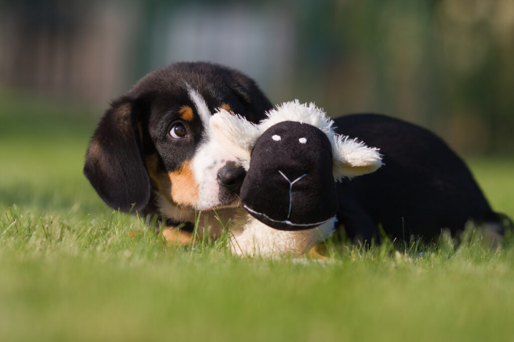 szczeniak rasy entlebucher