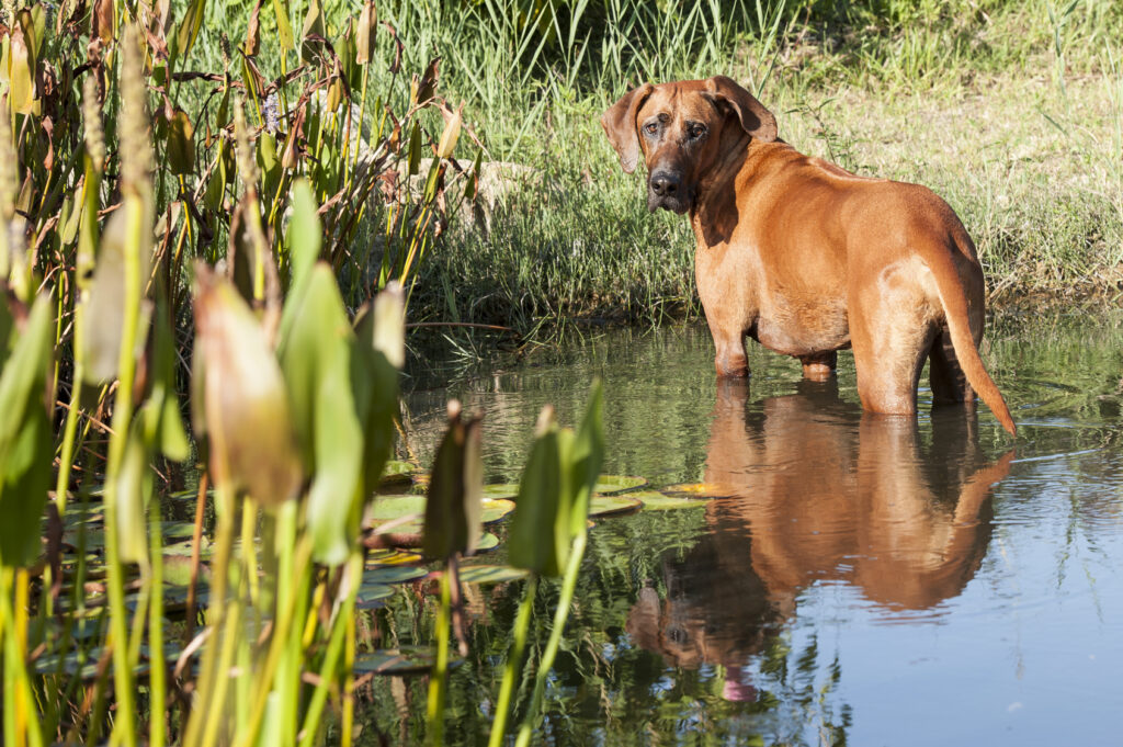młody Rhodesian Ridgeback