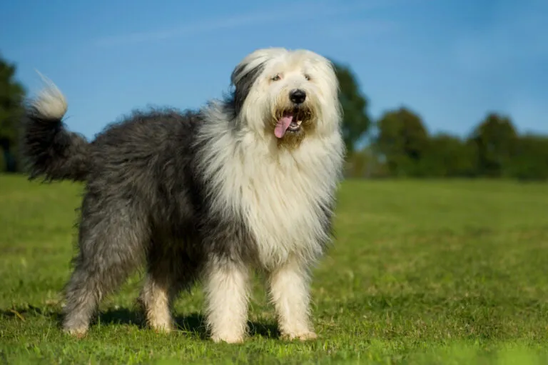 Bobtail Owczarek staroangielski