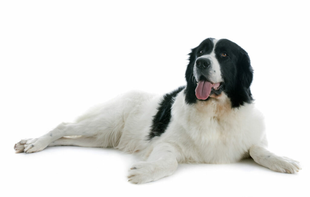 pies rasy landseer landseer pies pracujący i rodzinny