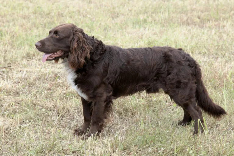 German Spaniel płochacz niemiecki