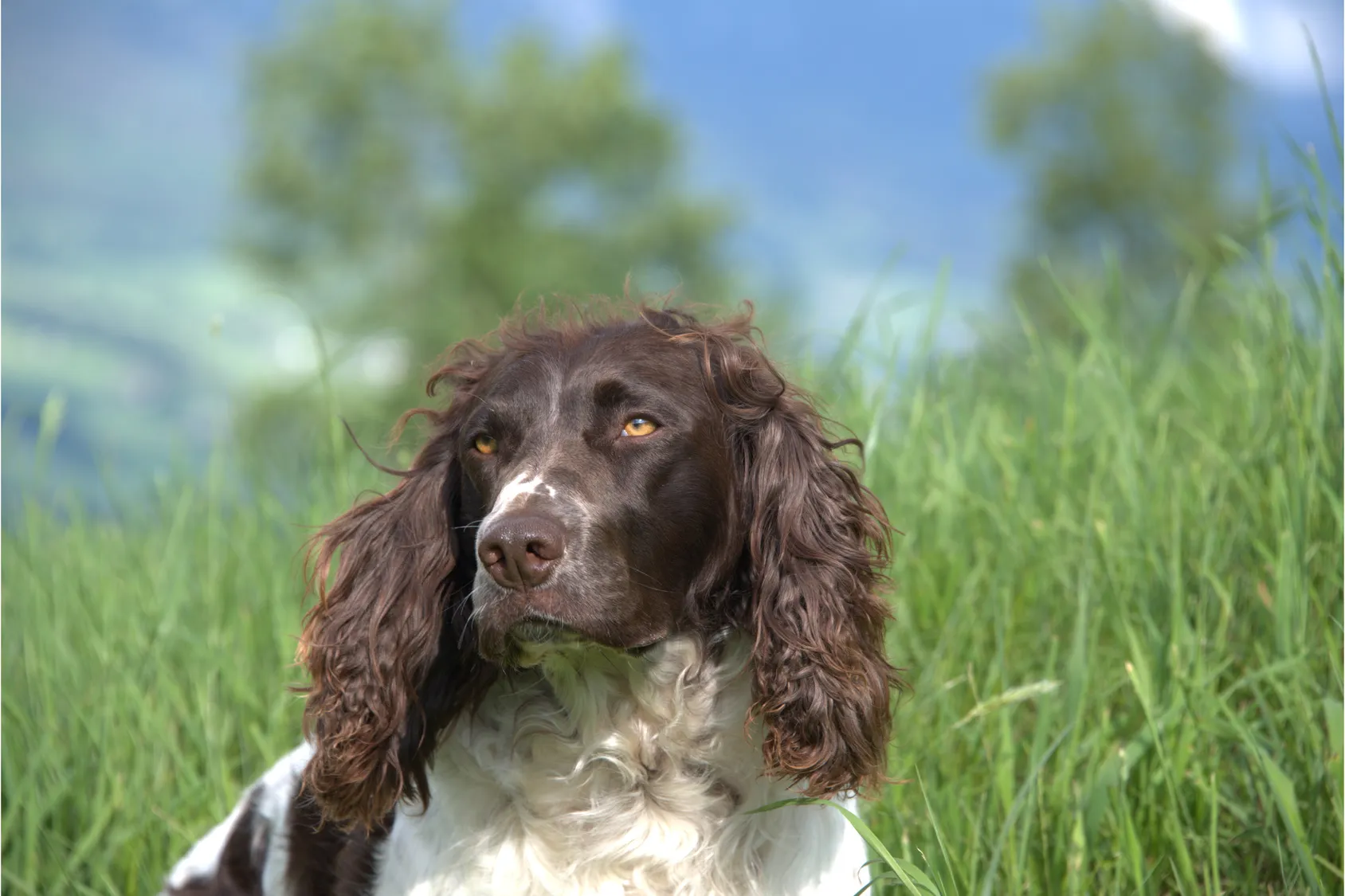 rasa german spaniel rasa german spaniel