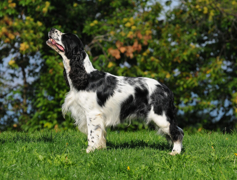 springer spaniel angielski