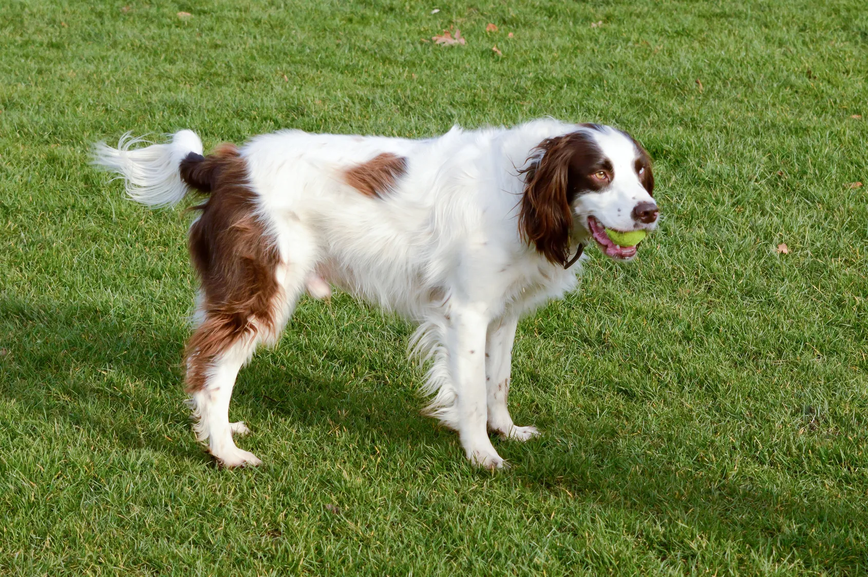 springer spaniel angielski sport i zabawa zajęcia dla springer spaniela