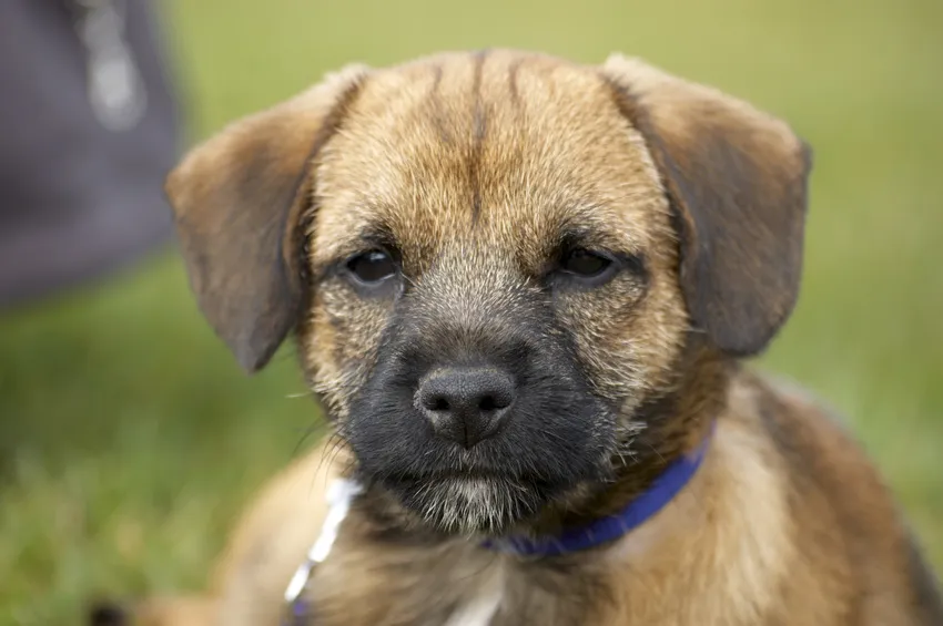 szczeniak rasy border terrier szczenię border terriera