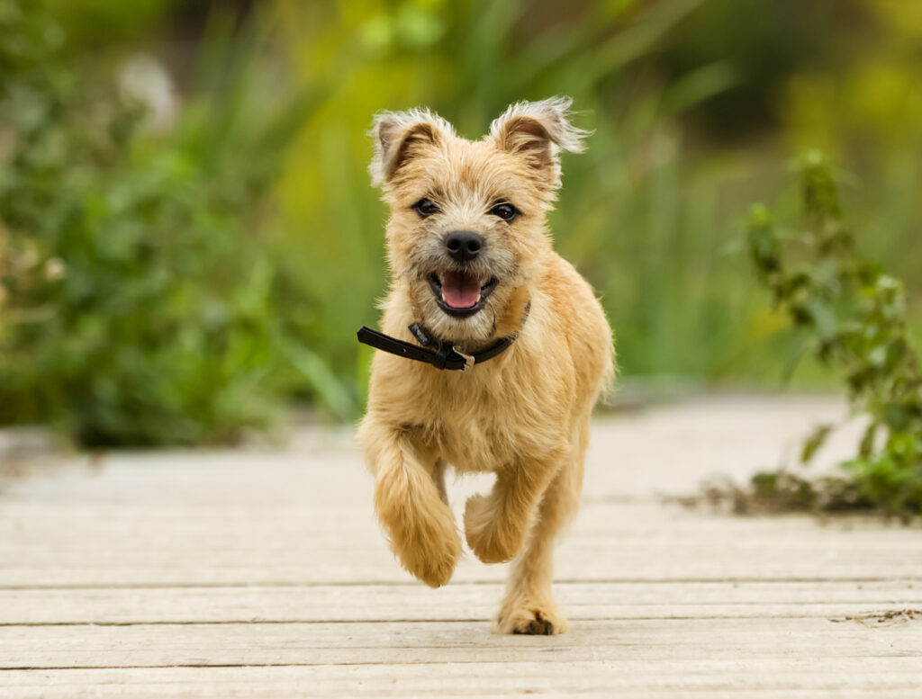 szczenię rasy cairn terrier