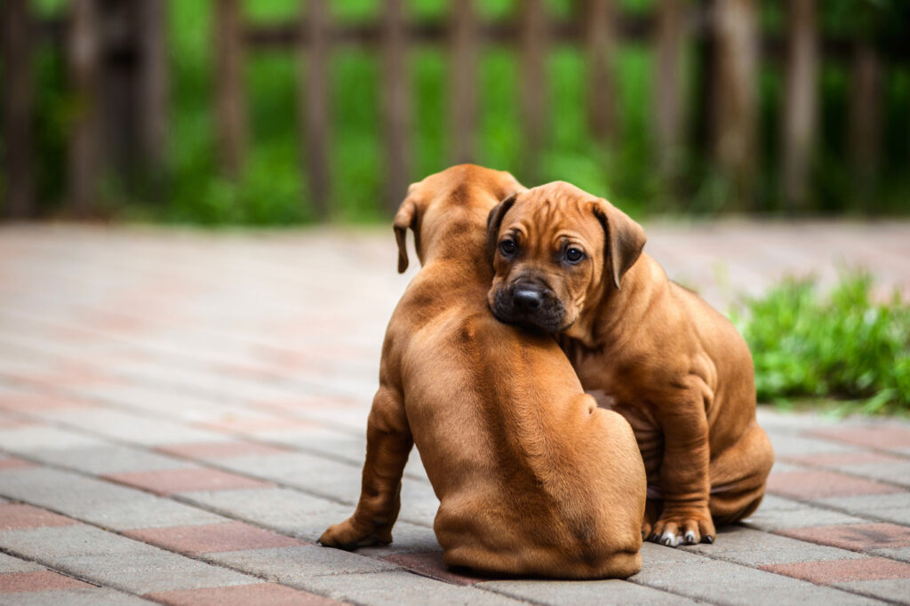 szczenięta rasy Rhodesian Ridgeback