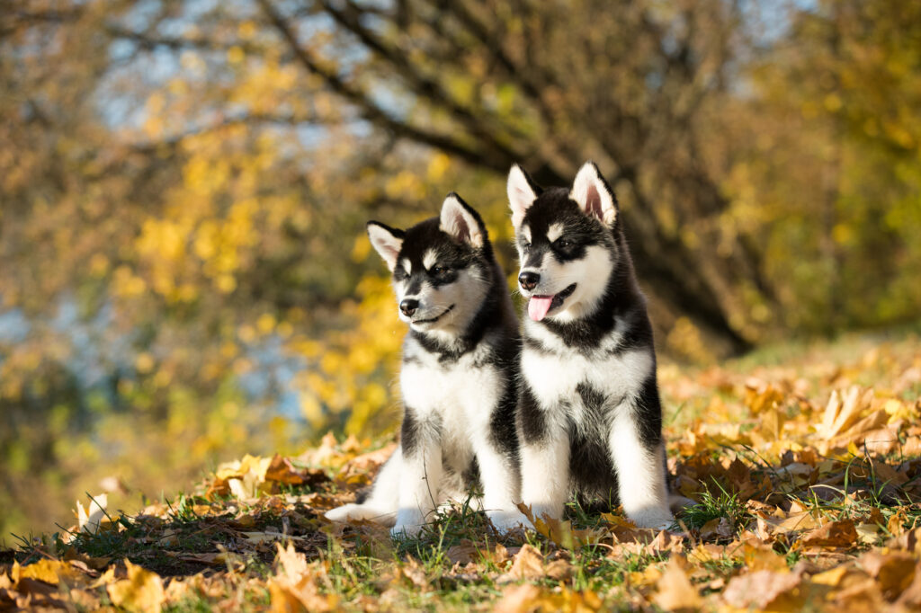 alaskan malamute szczenięta