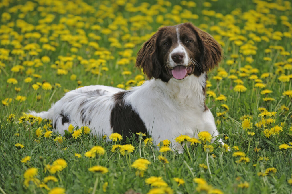 płochacze: pies rasy springer spaniel