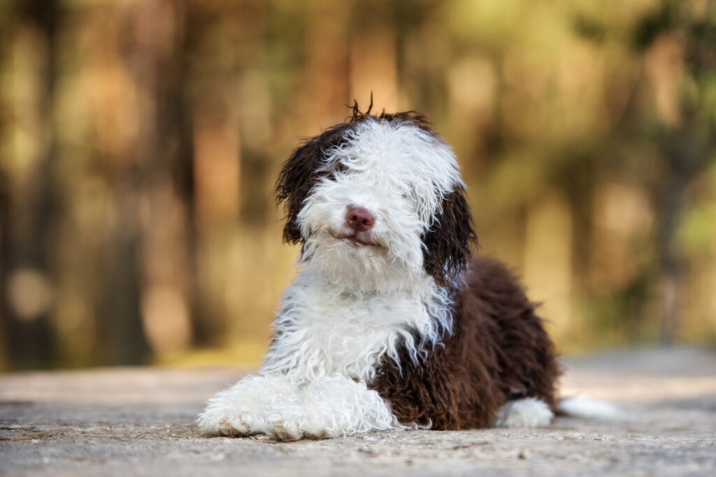 Perro de Agua Español szczenię szczeniak rasy hiszpański pies dowodny