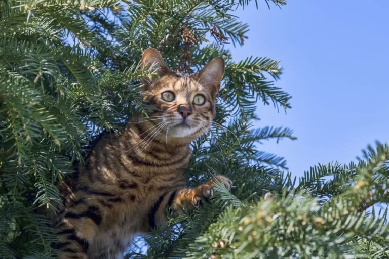 Toyger Toyger