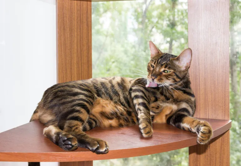 Toyger myje się