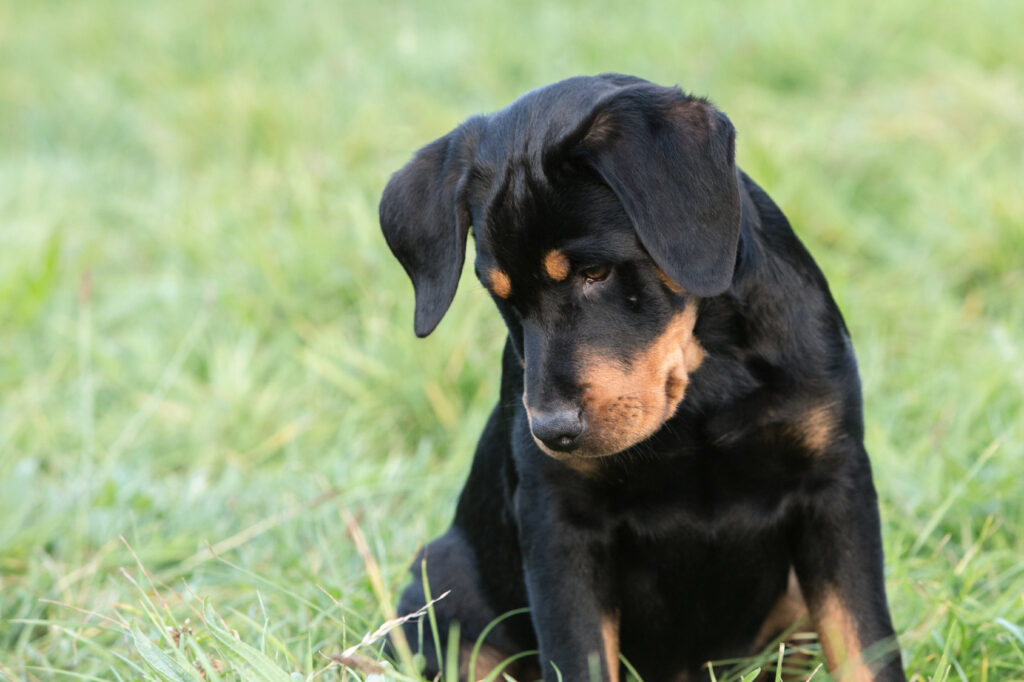 beauceron szczenię szczeniak rasy beauceron