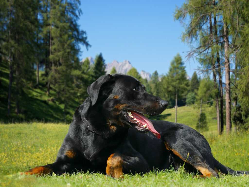 beauceron zajęcia dla owczarka francuskiego