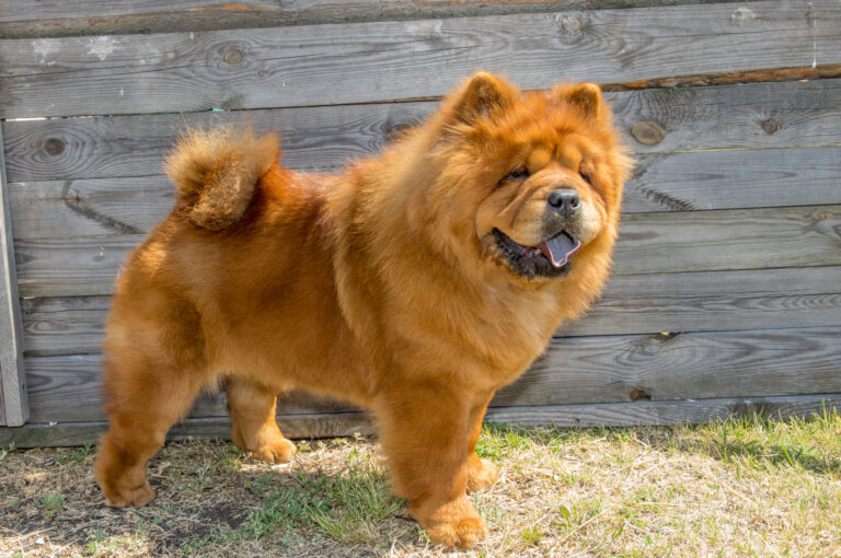 chow chow pies rasy chow chow