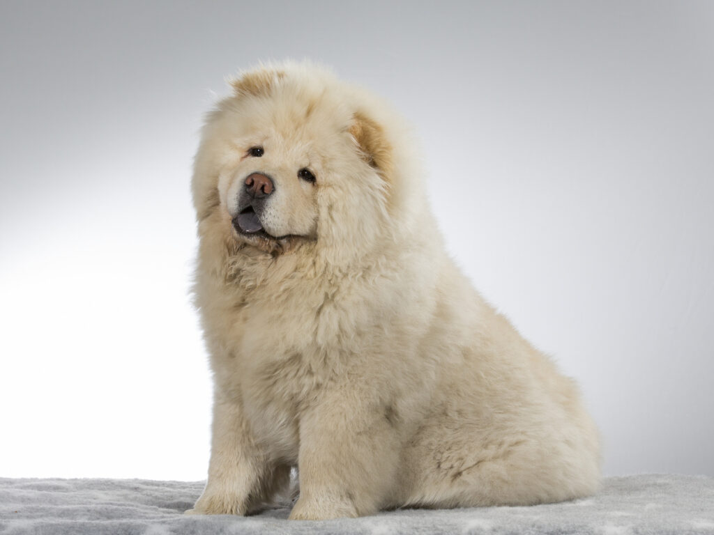 chow chow biały pies rasy chow chow umaszczenie białe