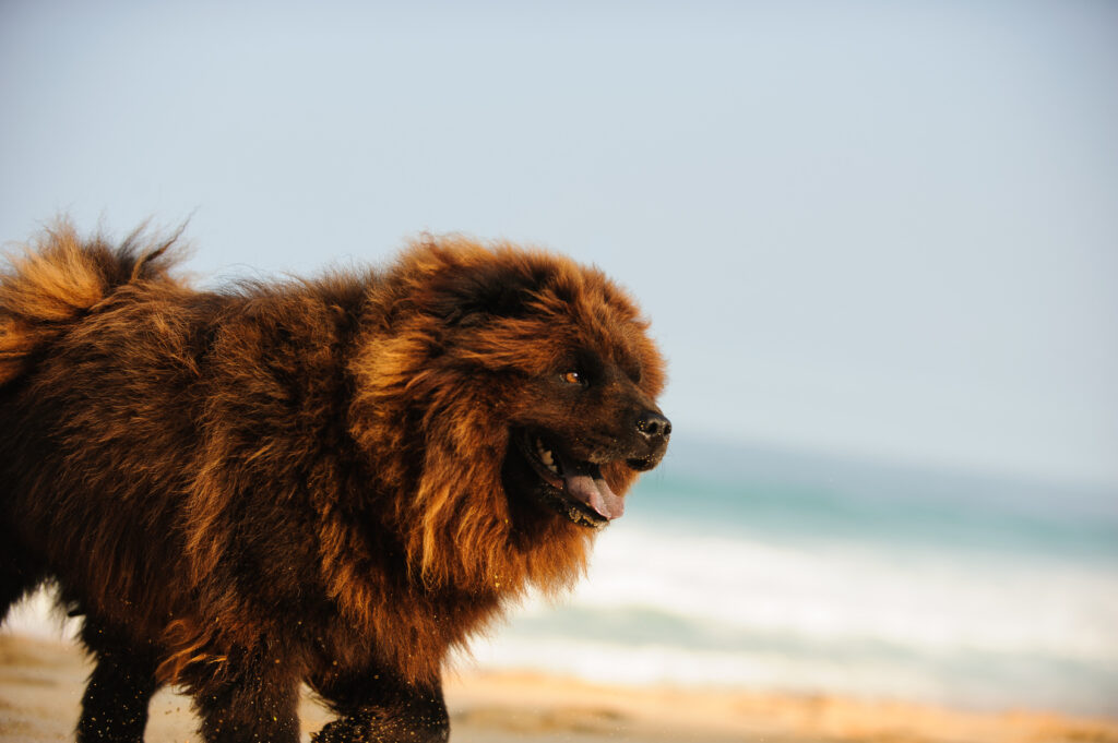 chow chow brązowy brązowy chow chow