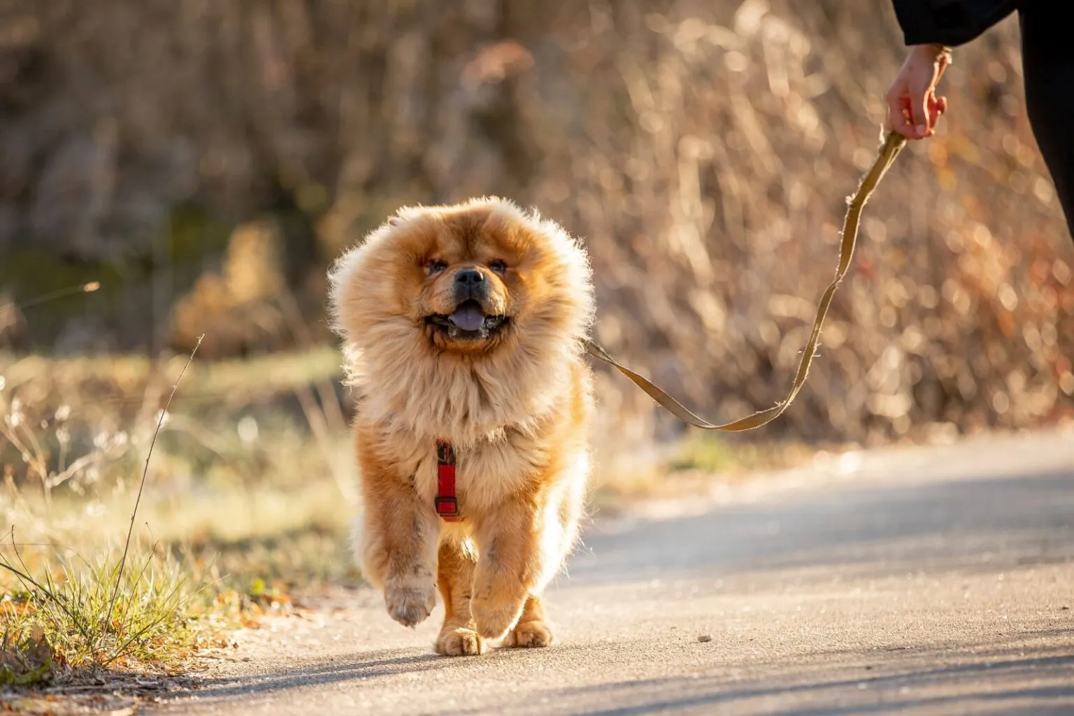 chow-chow biega na łonie natury