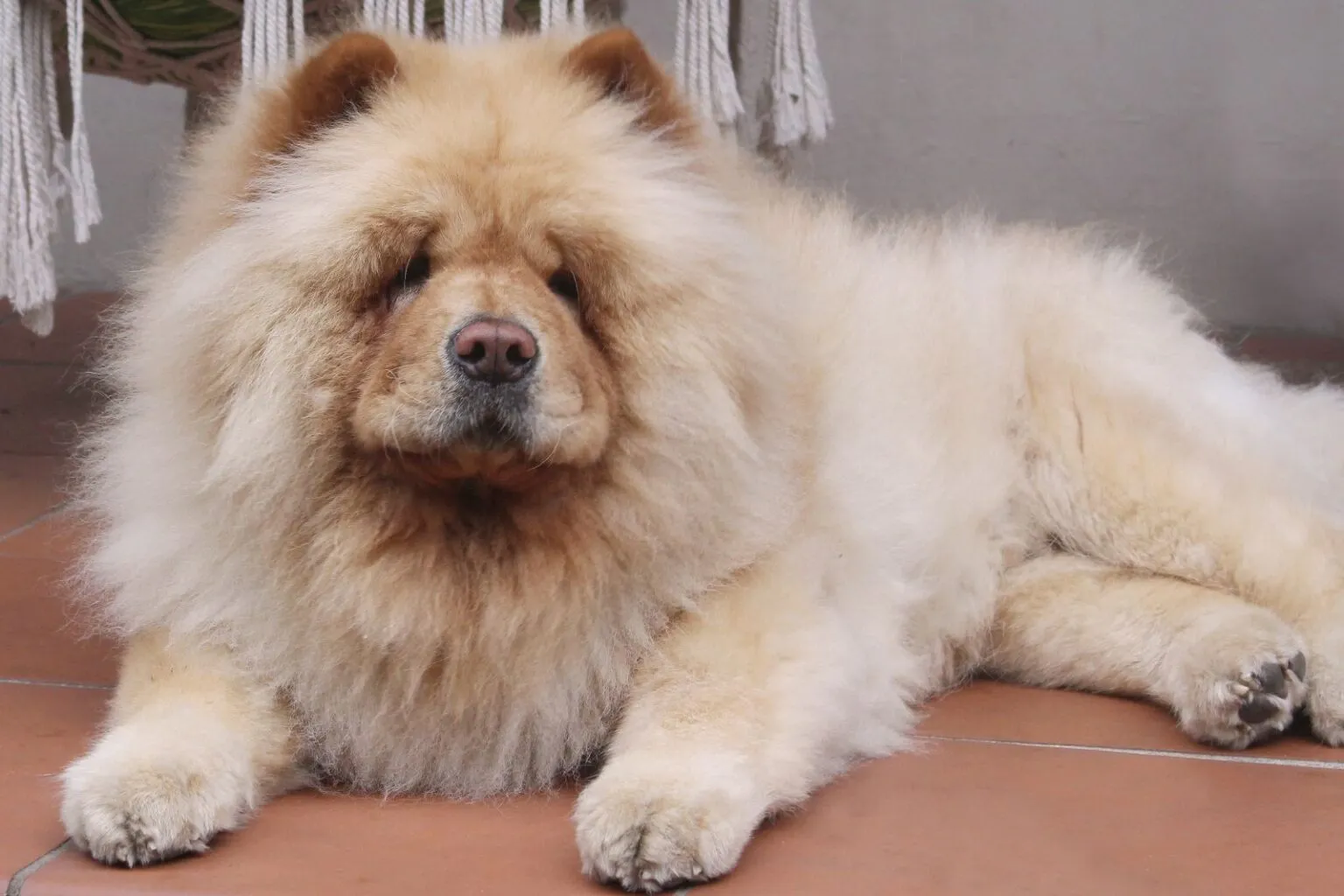 chow chow leżący na patio