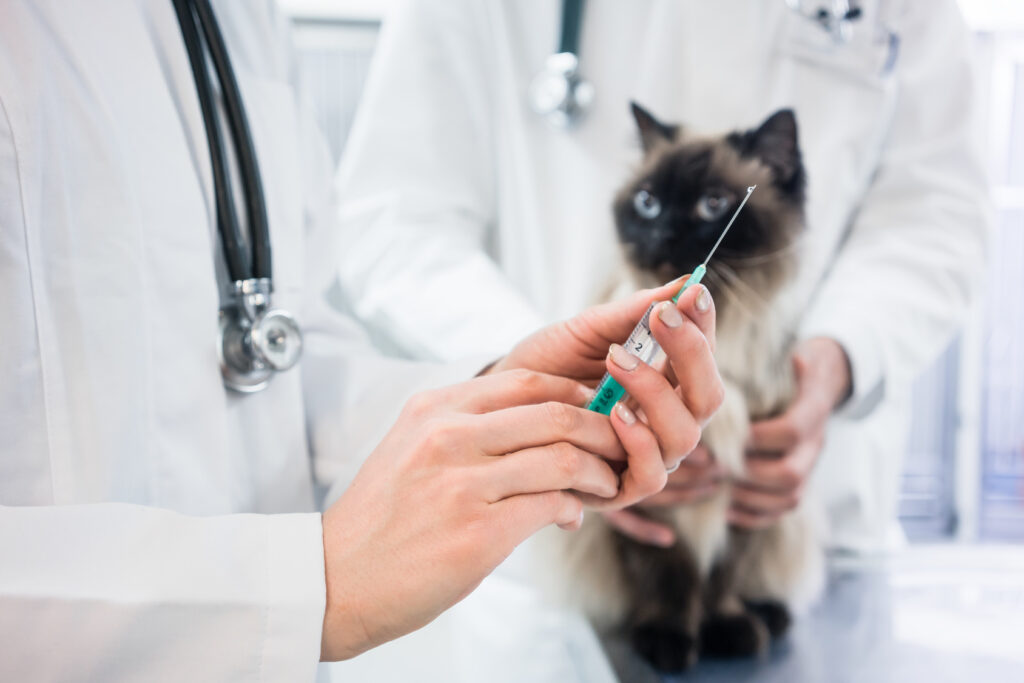 szczepionki dla kota