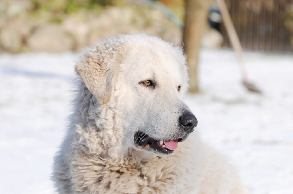 kuvasz w śniegu pies rasy kuvasz - biały pies pasterski z Azji