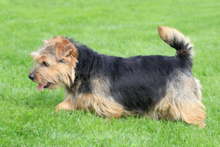 pies rasy norfolk terrier