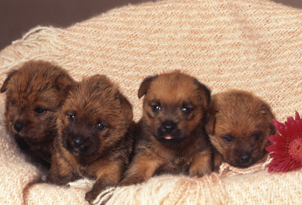 norfolk terrier szczenięta szczenięta rasy norfolk terrier