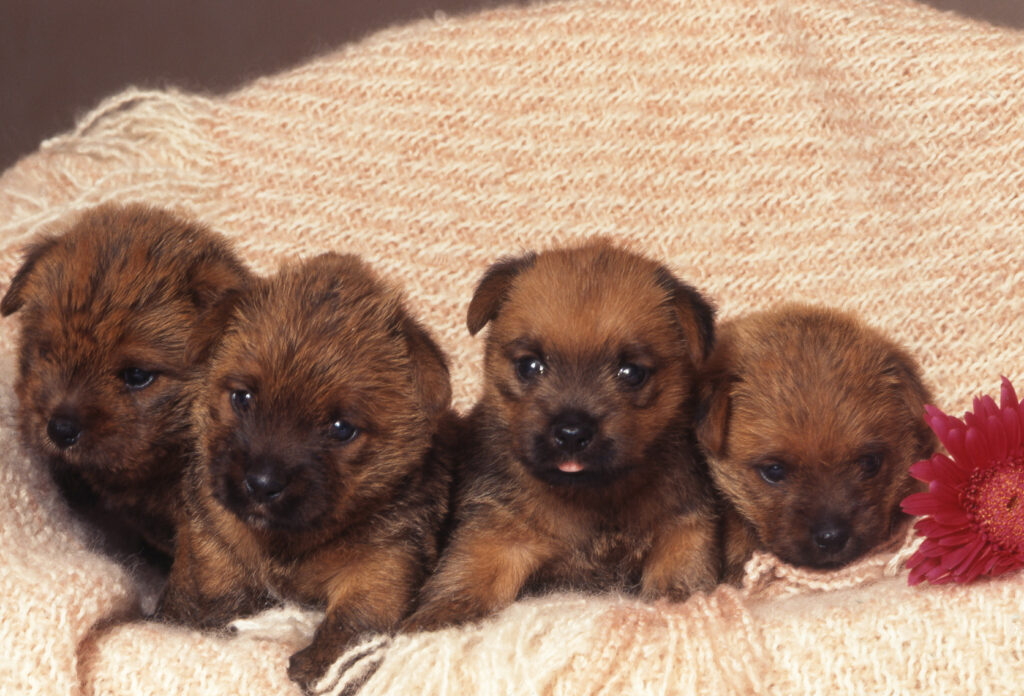 szczenięta rasy norfolk terrier