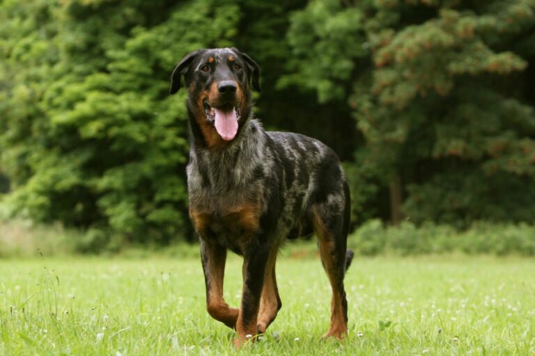 rasa beauceron