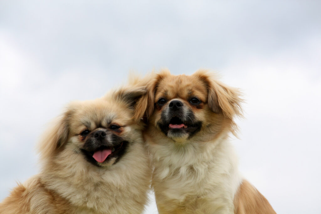 psy rasy spaniel tybetański tibbie