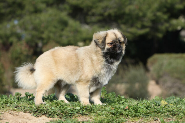 spaniel tybetański rasa psa