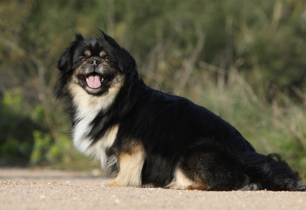 spaniel tybetański czarny