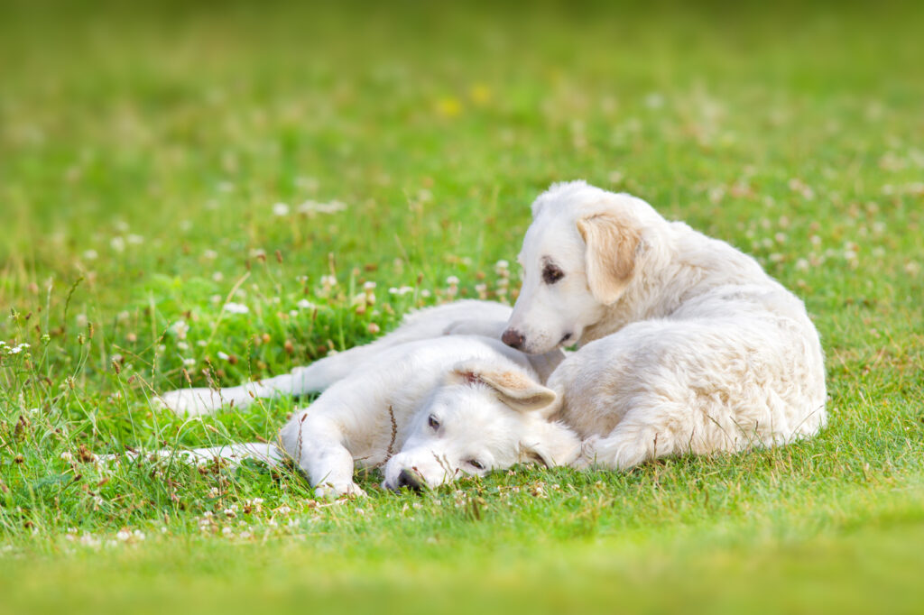 szczenięta rasy kuvasz kuvasz szczeniaki